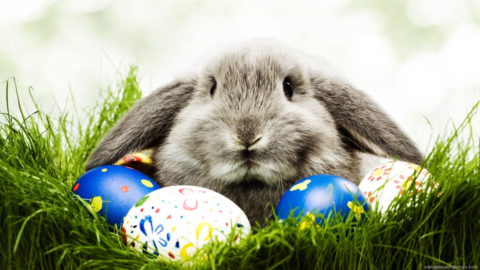 Conejo y huevos de pascua. (http://newevolutiondesigns.com/20-hd-easter-wallpapers)